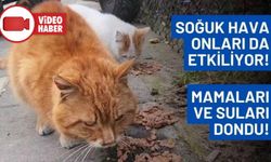 SOKAK HAYVANLARI SOĞUKTAN DOLAYI ZOR ANLAR YAŞIYOR