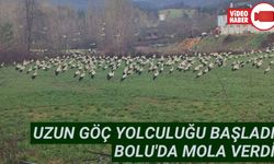 SICAK BÖLGELERE GÖÇ EDEN LEYLEKLER BOLU'DA MOLA VERDİ