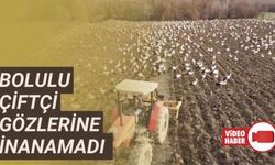 MOLA VEREN YÜZLERCE LEYLEK 5 DÖNÜMLÜK TARLADA ADIM ATACAK YER BIRAKMADI