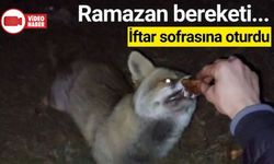 İFTAR VAKTİ YİYECEK ARAYAN TİLKİ, İFTAR SOFRASINA DENK GELDİ
