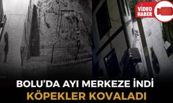 YİYECEK ARAMAYA İNEN AYIYI KÖPEKLER KOVALADI