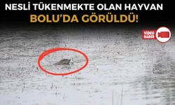 "NESLİ TÜKENME TEHDİDİNE YAKIN" OLAN SU SAMURU BOLU’DA GÖRÜNTÜLENDİ