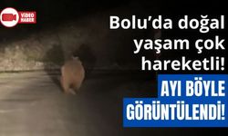 BOLU’DA OTOMOBİL GÖREN AYI KORKUP BÖYLE KAÇTI