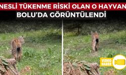 BOLU'DA, NESLİ TÜKENMEKTE OLAN VAŞAK GÖRÜNTÜLENDİ