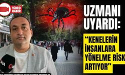 UZMANI KENE PROBLEMİ HAKKINDA UYARDI: "Sahipsiz hayvanların toplanması, kenelerin insanlara yönelme riskini artırabilir"
