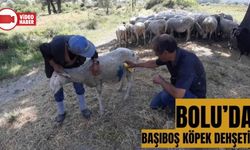 BOLU'DA BAŞIBOŞ KÖPEKLER SÜRÜYE SALDIRDI: "KÖPEKLERLE BİZİM BAŞIMIZ BELADA"