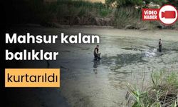 BOLU'DA, KURUYAN GÖLETTE MAHSUR KALAN BALIKLAR KURTARILDI