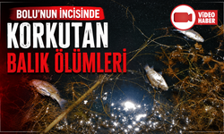 Doğa harikası Gölcük Tabiat Parkı’nda balık ölümleri yaşandı