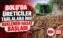 Bolu'da yağlık ayçiçeği hasadı yapıldı