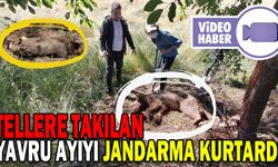 TELLERE TAKILAN YAVRU AYIYI JANDARMA KURTARDI