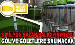 3 MİLYON SAZAN BALIĞI YAVRUSU GÖL VE GÖLETLERE SALINACAK