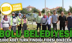 BOLU BELEDİYESİ 1000 ADET TÜRK FINDIĞI FİDESİ DİKECEK