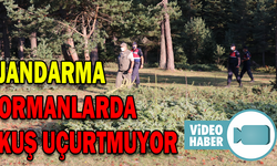 ORMANLARDA JANDARMA KUŞ UÇURTMUYOR
