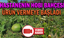 HASTANENİN HOBİ BAHÇESİ ÜRÜN VERMEYE BAŞLADI