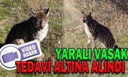YARALI VAŞAK TEDAVİ ALTINA ALINDI