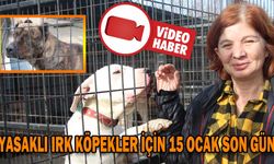 YASAKLI IRK KÖPEKLER İÇİN 15 OCAK SON GÜN