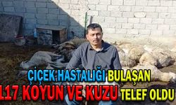 ÇİÇEK HASTALIĞI BULAŞAN 117 KOYUN VE KUZU TELEF OLDU