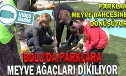 BOLU'DA PARKLARA MEYVE AĞAÇLARI DİKİLİYOR