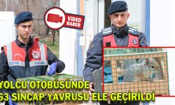YOLCU OTOBÜSÜNDE 63 SİNCAP YAVRUSU ELE GEÇİRİLDİ