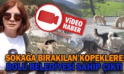 SOKAĞA BIRAKILAN KÖPEKLERE BOLU BELEDİYESİ SAHİP ÇIKTI