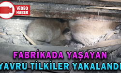 FABRİKADA YAŞAYAN YAVRU TİLKİLER YAKALANDI