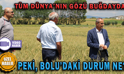 170 BİN TON BUĞDAY REKOLTESİ BEKLENİYOR