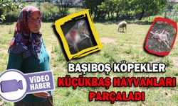 BAŞIBOŞ KÖPEKLER, KÜÇÜKBAŞ HAYVANLARI PARÇALADI