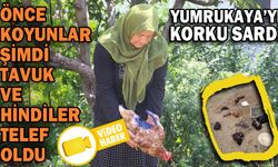 KOYUNLARDAN SONRA TAVUK VE HİNDİLER DE TELEF OLDU