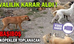 BOLU’DAKİ BAŞIBOŞ KÖPEKLER TOPLANACAK