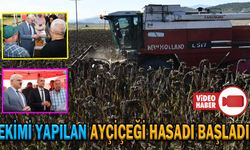 EKİMİ YAPILAN AYÇİÇEĞİ HASADI BAŞLADI