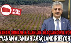 YANAN ORMANLIK ALANLAR AĞAÇLANDIRILIYOR