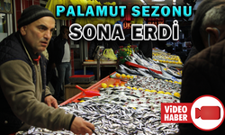 PALAMUT SEZONU SONA ERDİ, SIRA ÇİPURA’DA
