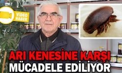 ARI KENESİNE KARŞI MÜCADELE EDİLİYOR