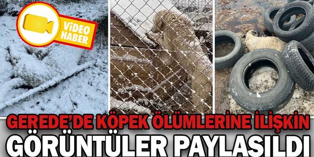GEREDE’DE KÖPEK ÖLÜMLERİNE İLİŞKİN GÖRÜNTÜ PAYLAŞILDI