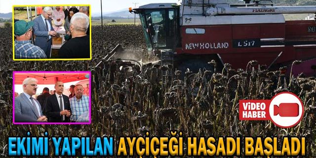 EKİMİ YAPILAN AYÇİÇEĞİ HASADI BAŞLADI