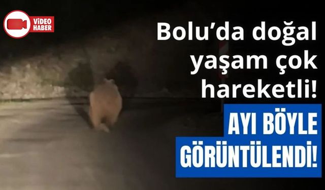 BOLU’DA OTOMOBİL GÖREN AYI KORKUP BÖYLE KAÇTI