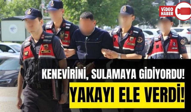 ORMANDAKİ KENEVİRLERİNİ SULAMAYA GİDERKEN YAKALANDI