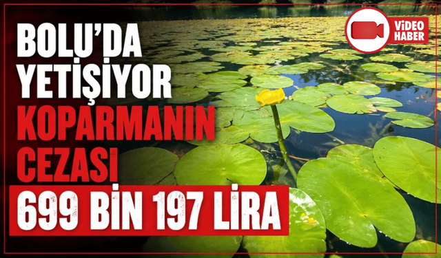 Bolu'da bu çiçeği koparmanın cezası 699 bin 197 lira