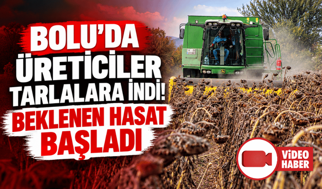 Bolu'da yağlık ayçiçeği hasadı yapıldı