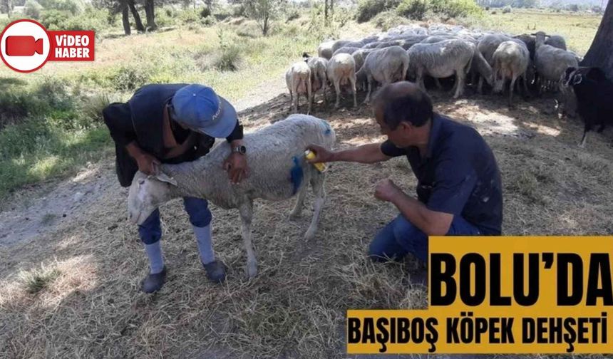 BOLU'DA BAŞIBOŞ KÖPEKLER SÜRÜYE SALDIRDI: "KÖPEKLERLE BİZİM BAŞIMIZ BELADA"