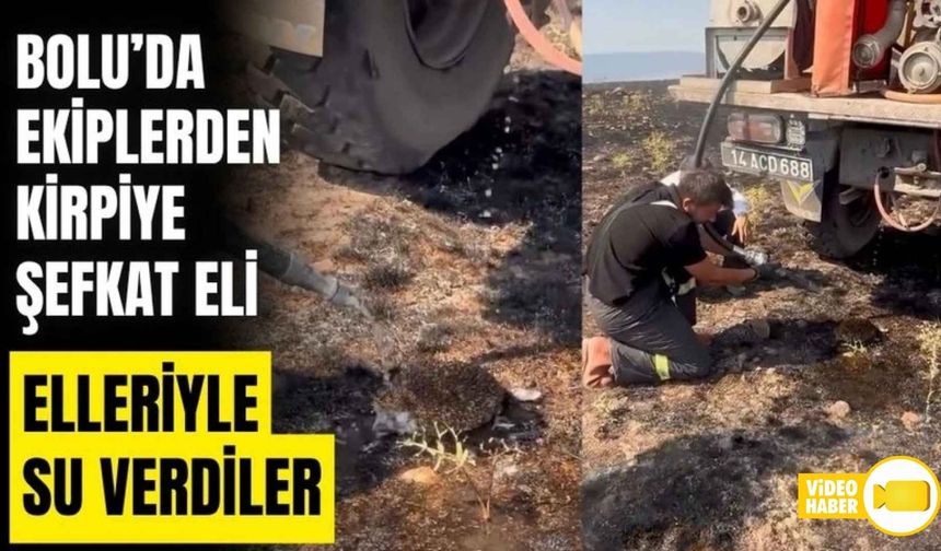 YANGINDAN ETKİLENEN KİRPİYE ELLERİYLE SU VERDİLER